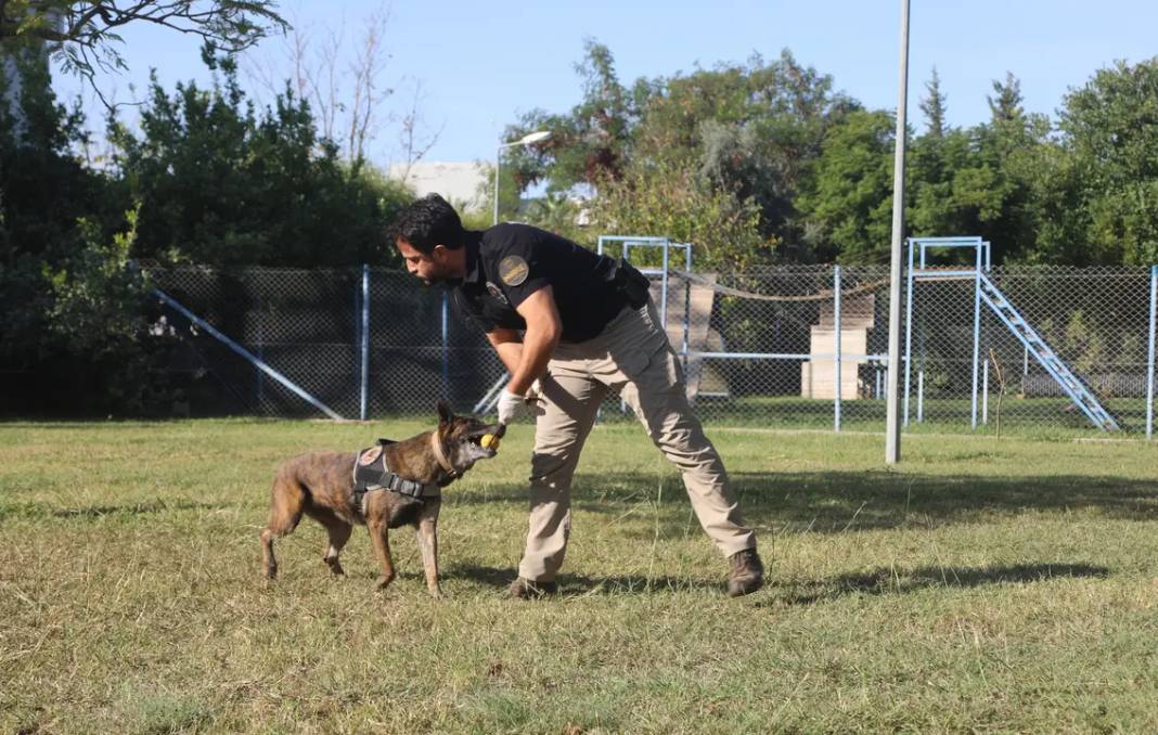 Köpekler Madde Değil Oyuncağını Arıyor 5